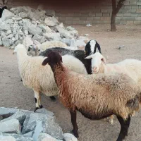میش داشتی