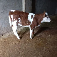 گاو شیری گوساله دار|حیوانات مزرعه|سیمین شهر, |دیوار