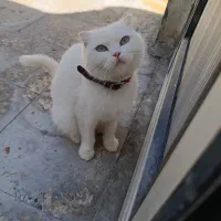 اسکاتیش ماده
