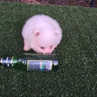 سگ پامر خرسی سایز ریز|سگ|قائم‌شهر, |دیوار