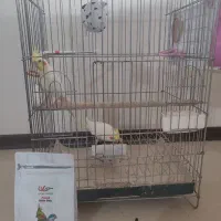 عروس هلندی نر و ماده