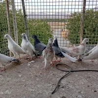 کبوتر