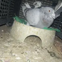 کبوتر دورگ پلاکی