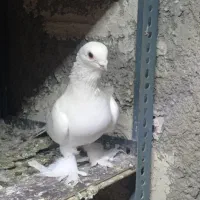 کبوتر قناری دیمدی