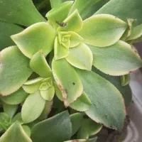 گلهای طبیعی|گل و گیاه طبیعی|رشت, خمیران زاهدان|دیوار