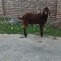 بزغاله نر چاق