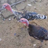 غاز‌محلی‌ارگانیک‌بادوعدد‌بوقلمون‌نر|حیوانات مزرعه|بشاریات, |دیوار