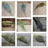 مرغ عشق رنگین کمان ارجینال