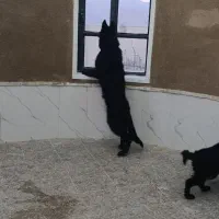 توله ژرمن بلک|سگ|ماهان, |دیوار