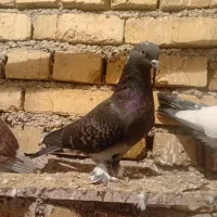 ۳عدد کبوتر خوب سالم|پرنده|ارومیه, |دیوار