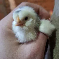 مرغ و خروس و جوجه گلین‌لری