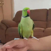 طوطی استوایی نژادکاسکو،کوتوله رنگ خواص،شاه طوطی|پرنده|مشهد, کریم آباد|دیوار
