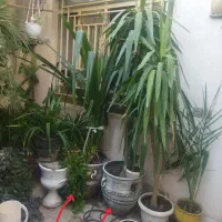 گل و گیاه