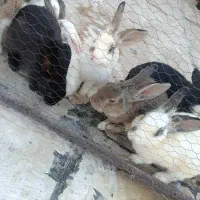 دونه ای ۲۰۰|موش و خرگوش|پاکدشت, شهرک انقلاب|دیوار