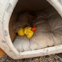 گربه اسکاتیش نر یکساله، رنگ طوسی ملوس و سالم|گربه|اردبیل, |دیوار