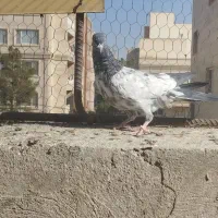 پرشی|پرنده|سمنان, |دیوار