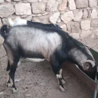 نر بز|حیوانات مزرعه|اندیمشک, |دیوار