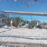 سلام کفتر اسطوره