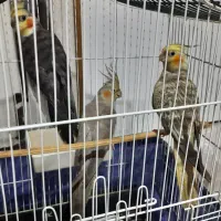 عروس هلندی