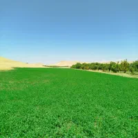 فروش زمین ۳۰۰۰ متری|فروش زمین و ملک کلنگی|شاهین دژ, |دیوار