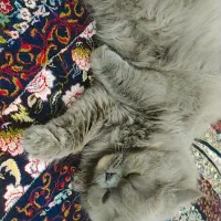 گربه بازیگوش|گربه|اردکان, |دیوار