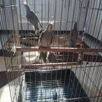 ۴عدد عروس هلندی