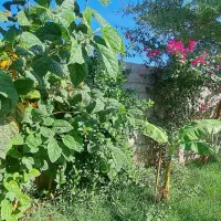 خانه ۱۰۰۰متری روستای دامداری|فروش خانه و ویلا|باوی, |دیوار