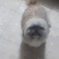 سگ شیتزو سوپر فلت اصل نر