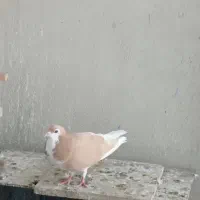 کفتر صیدقلدر|پرنده|مشهد, گرجی علیا|دیوار