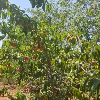 باغ نقلی  اول هریس