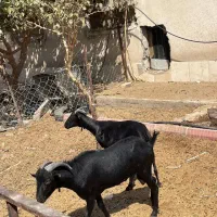 بز مورسیا|حیوانات مزرعه|تهران, افسریه جنوبی|دیوار
