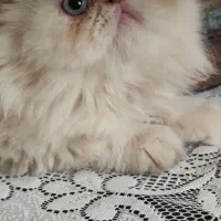 پرشین سوپرفلت ماده|گربه|کرمانشاه, |دیوار