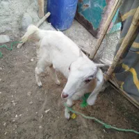 سه تا بز فروشی دوتا ماده یکی نر|حیوانات مزرعه|پارود, |دیوار