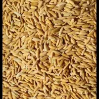 برنج چمپه لوداب