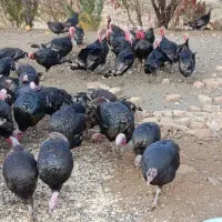 فروش بوقلمون محلی|حیوانات مزرعه|کامیاران, |دیوار