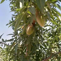 باغ،باانشعابات اسکو|فروش خانه و ویلا|اسکو, |دیوار