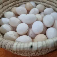تخم مرغ محلی