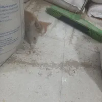 واگذاری گربه|گربه|یزد, |دیوار