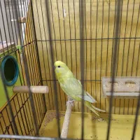 جفت مرغ عشق اسپانگل|پرنده|کرمان, |دیوار