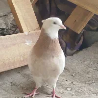 کفتر طوقی نر