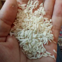 برنج هاشمی سورتینگ زده|خوردنی و آشامیدنی|لنگرود, |دیوار