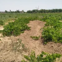 باغ انگوردرروستای بهادربیگ