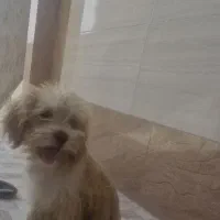 سگ شیتزو شناسنامه دار