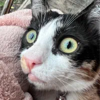 واگذاری گربه ماده