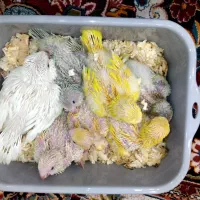 جوجه راهب زرد سفید کرمینو خردلی کراس آور سرلاکی|پرنده|تهران, تهرانپارس شرقی|دیوار