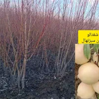 سبز نهال|خدمات باغبانی و درختکاری|خنداب, |دیوار