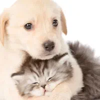 سگ واگذاری رایگان