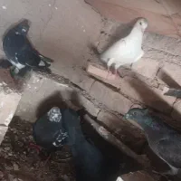 کفتر کبوتر
