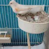 ماده موزاییکی