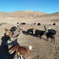فروش ۵۰بز محلی|حیوانات مزرعه|طبس, |دیوار